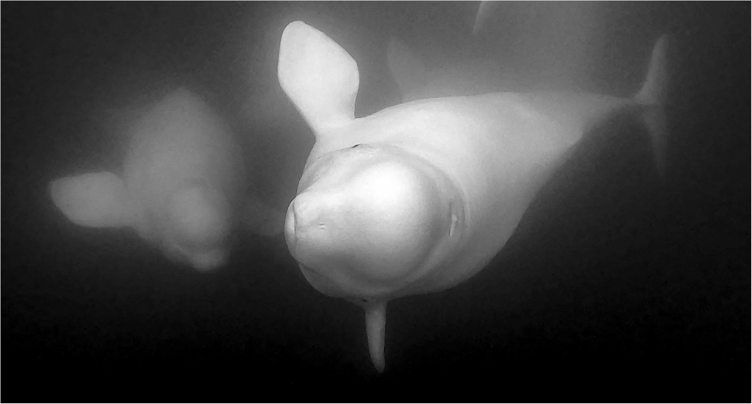 3rd PrizeOpen Mono In Class 3 By John Hoyt For Belugas In The Wild OCT-2024.jpg